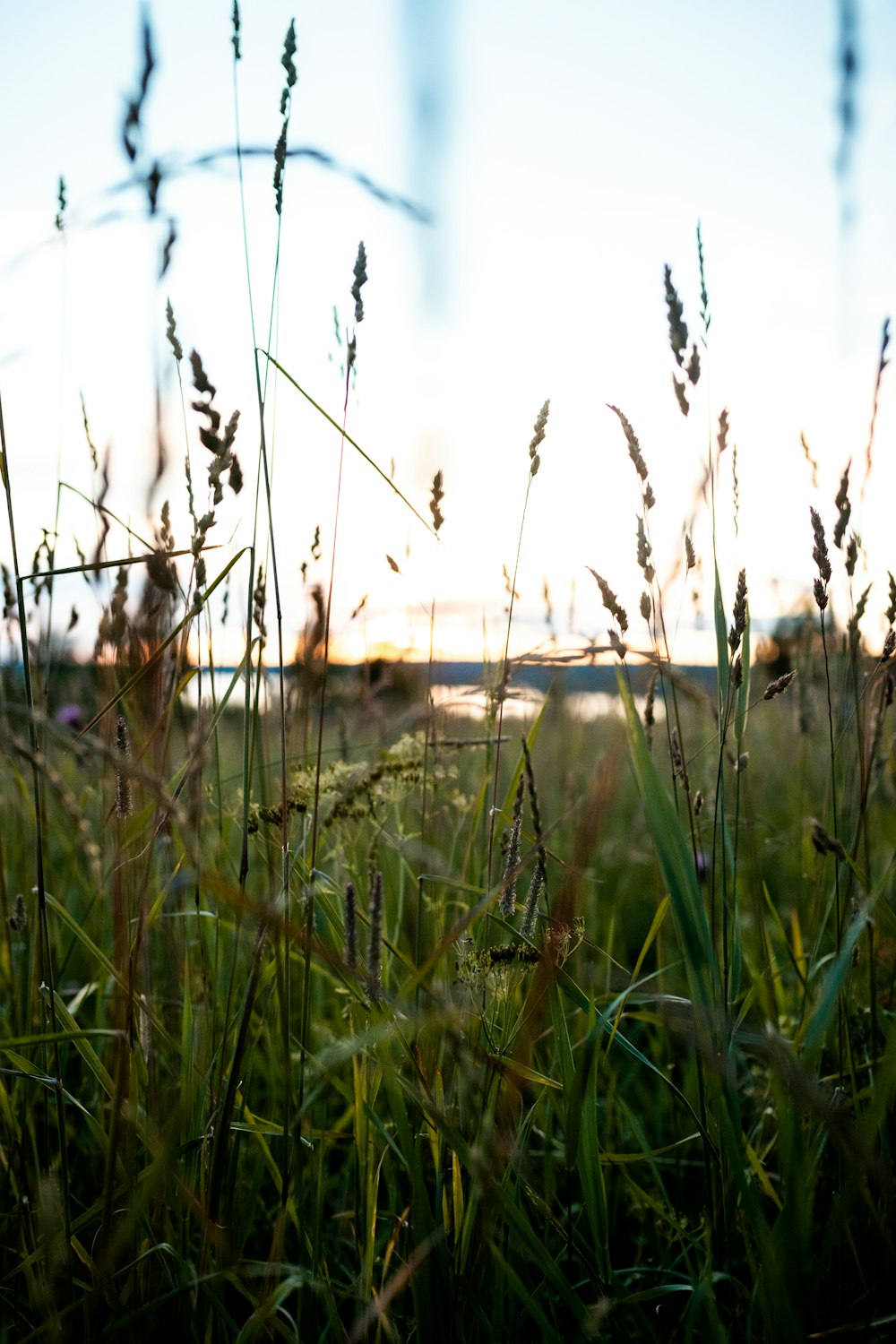 green grass field during daytime