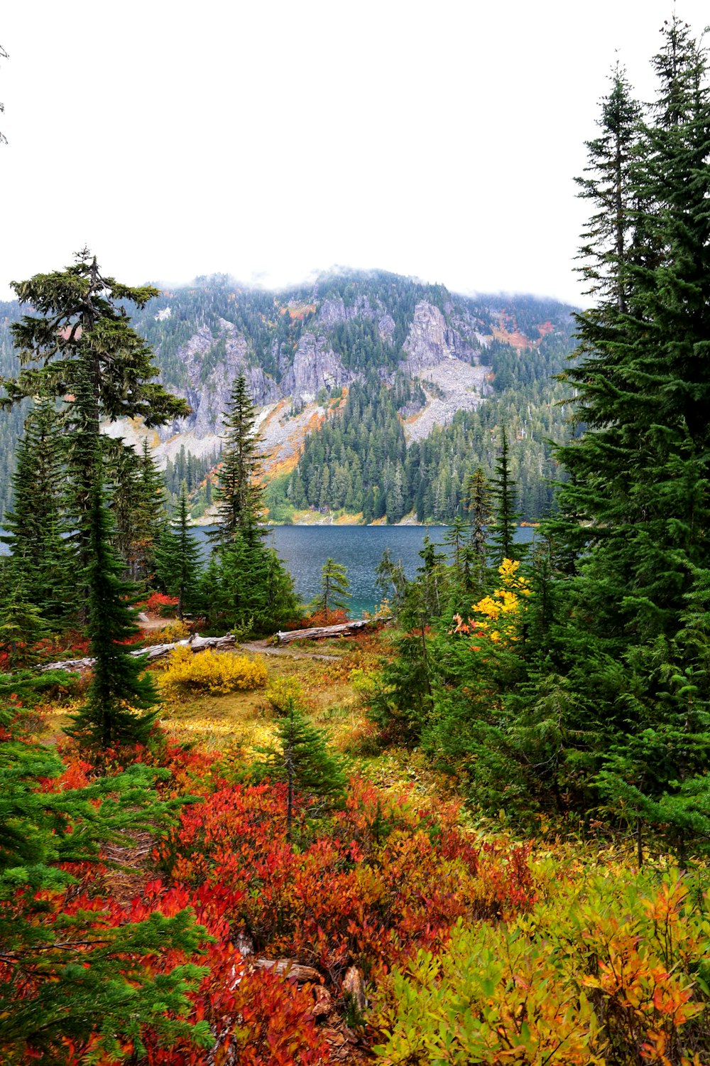 green pine trees near lake during daytime