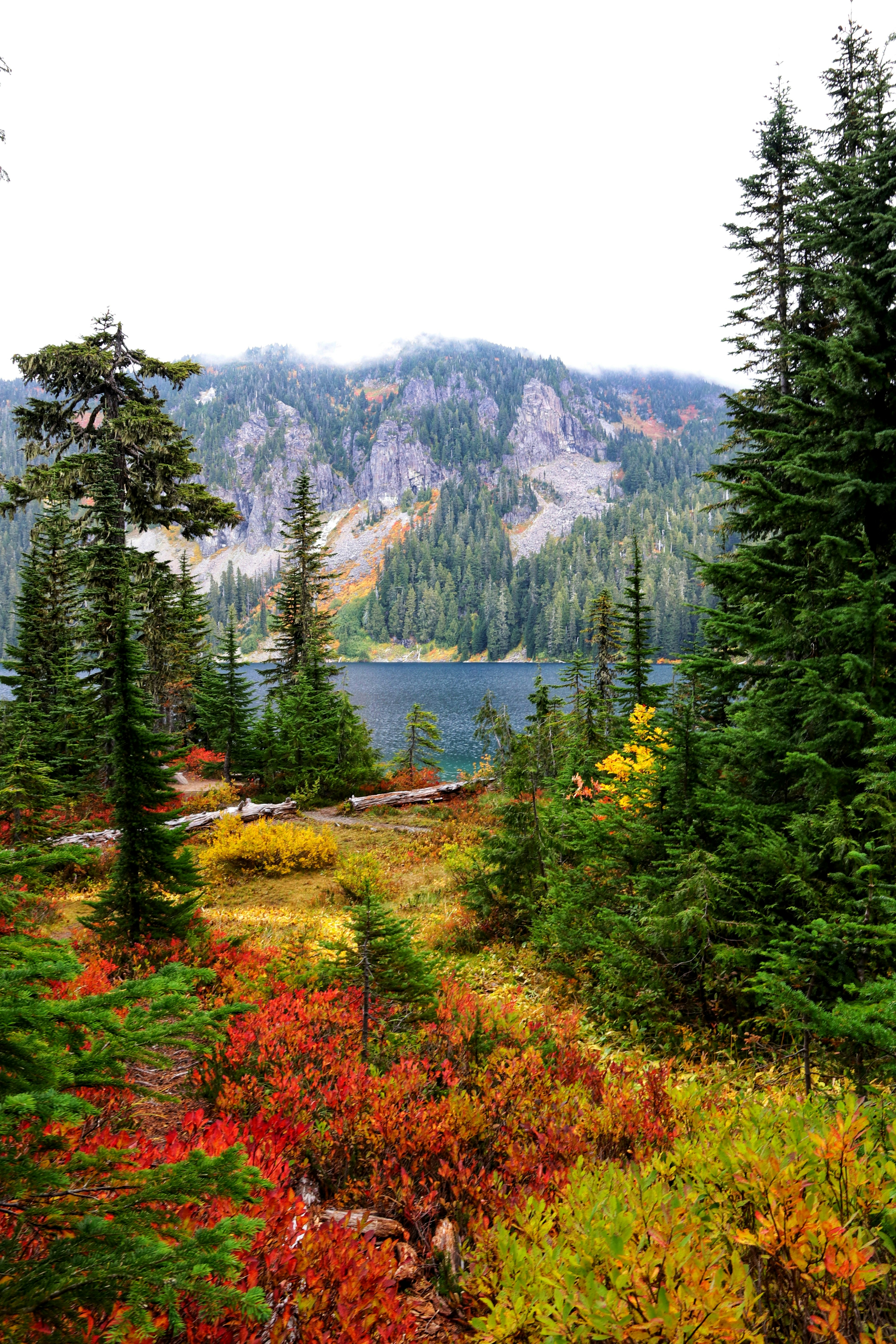 green pine trees near lake during daytime