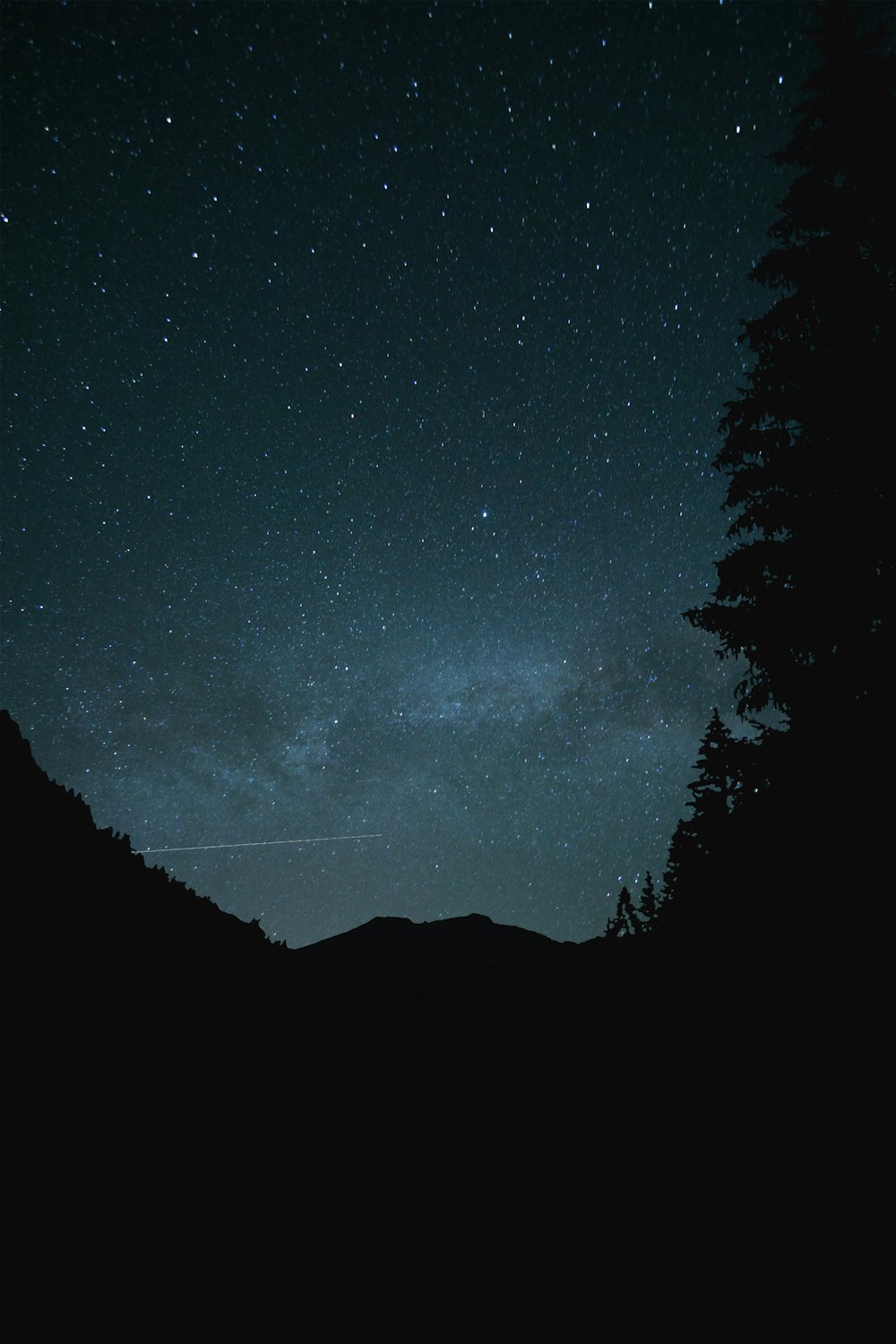 silhouette of trees under blue sky during night time