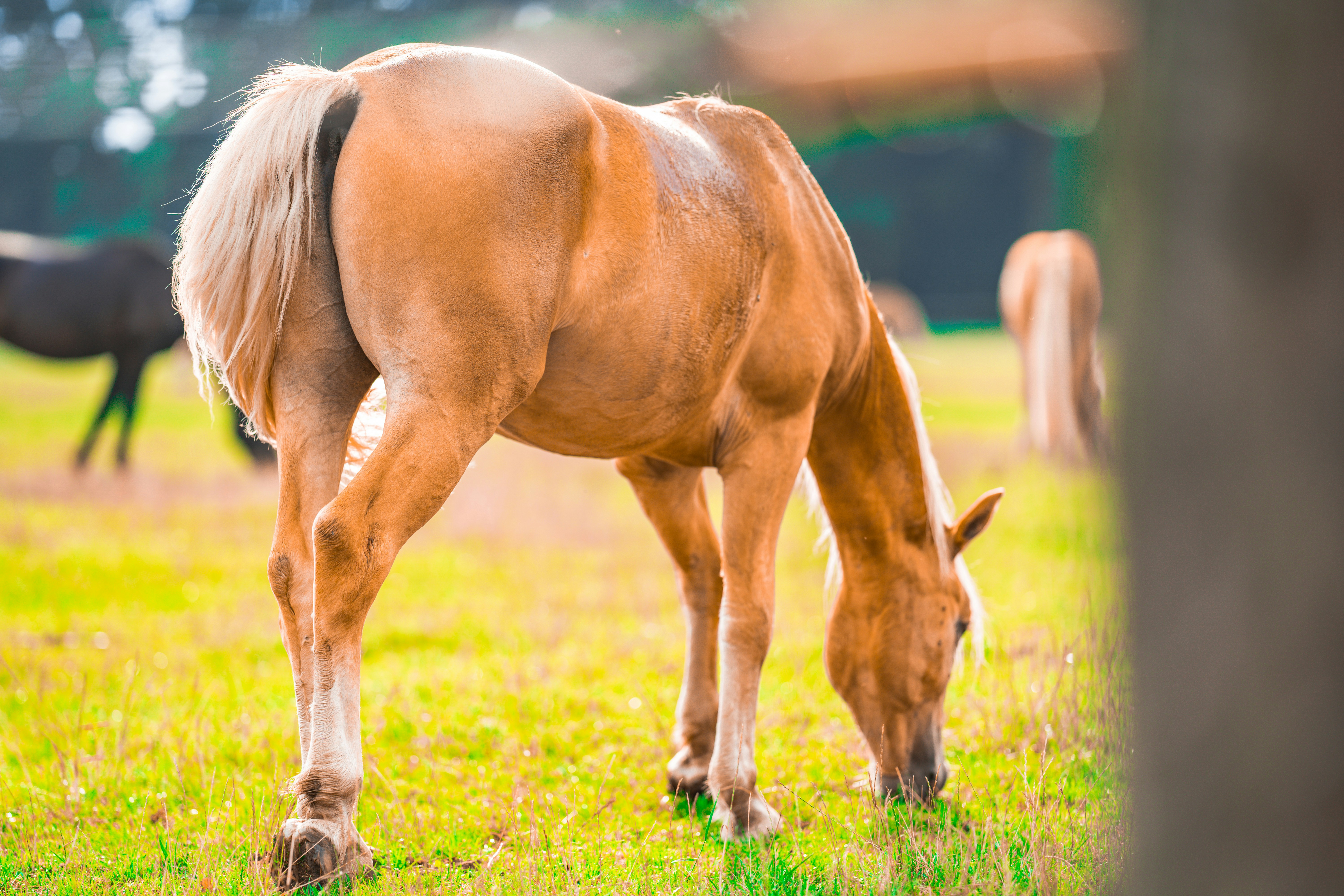 Horse feed and nutritional supplements for equine health