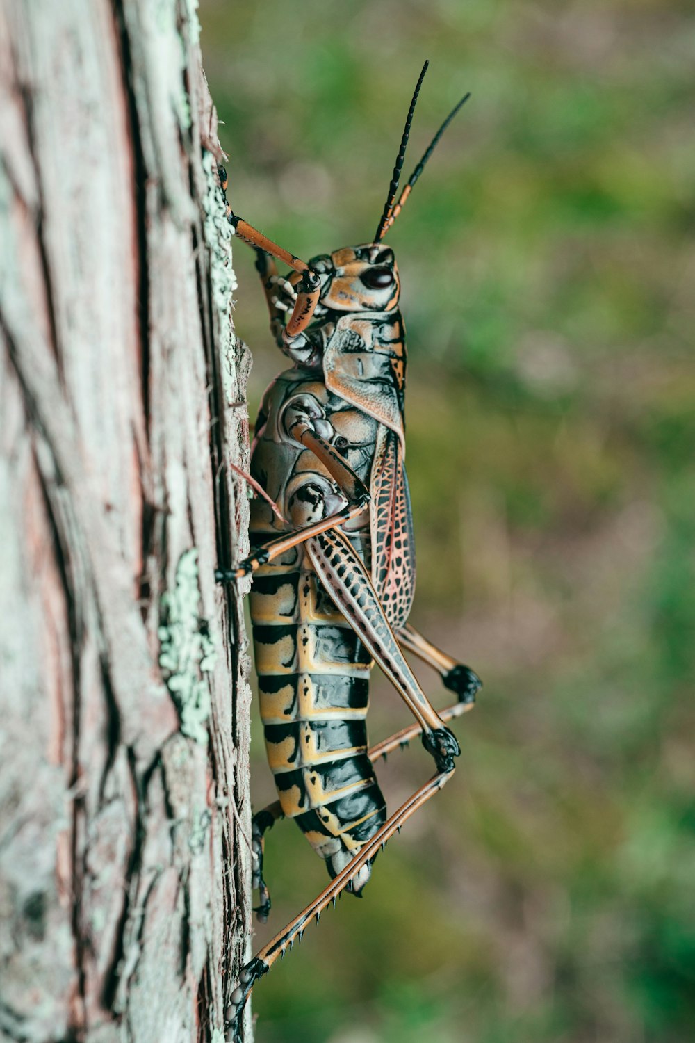 brown and black grasshopper on brown tree trunk