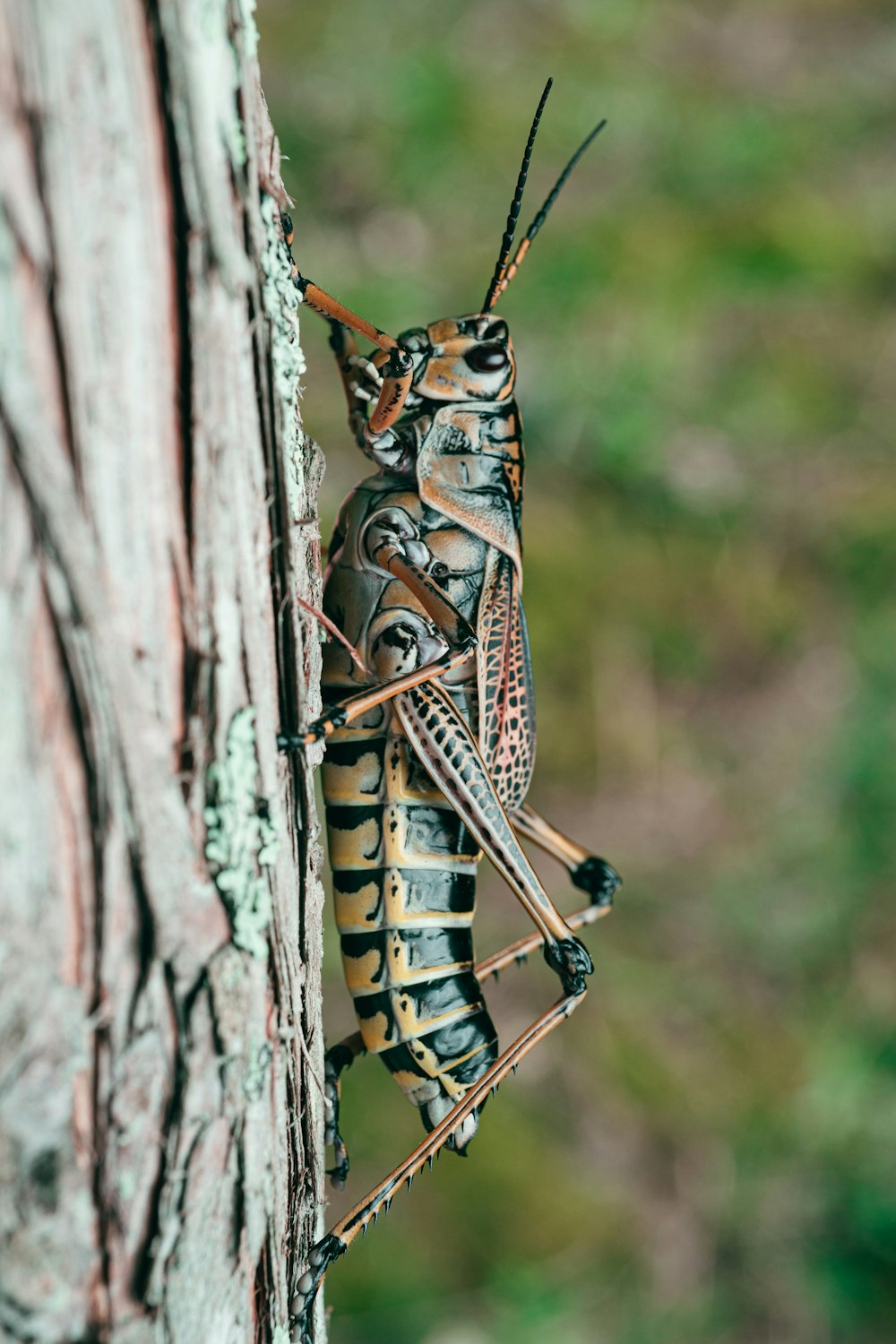 Saltamontes marrón y negro en tronco de árbol marrón