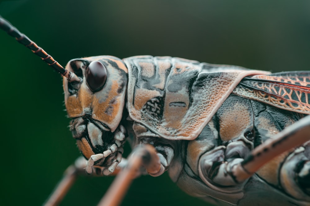 brown and black grasshopper in close up photography