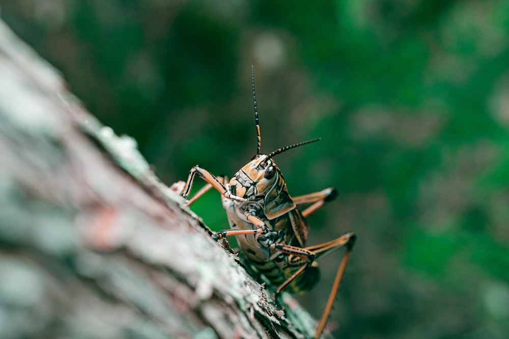 brown grasshopper on brown wood