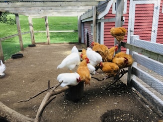 A group of chickens, predominantly white and brown, are perched on a branch inside a wire-fenced enclosure. The ground is covered with dirt, and a red barn structure is visible in the background.