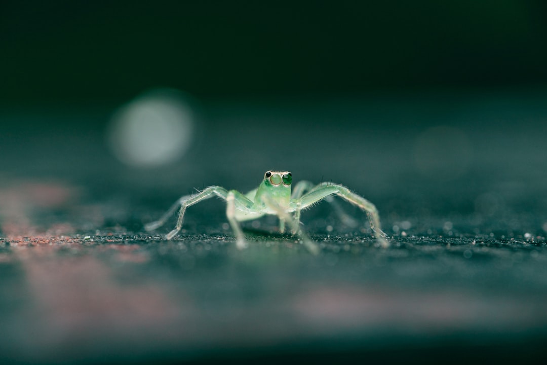 green and white spider on ground