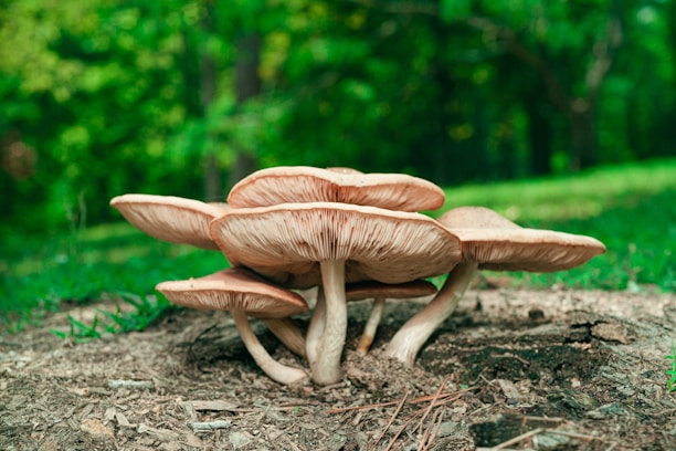 brown mushrooms on gray soil