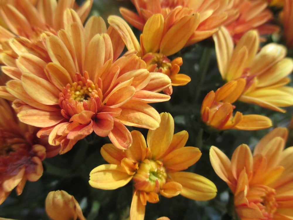 red and yellow flower in macro shot