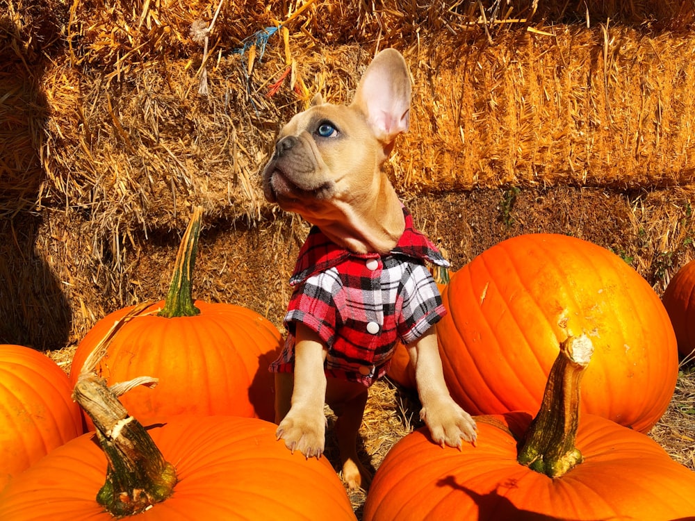 brown short coated dog wearing red and white plaid shirt sitting on brown grass field during