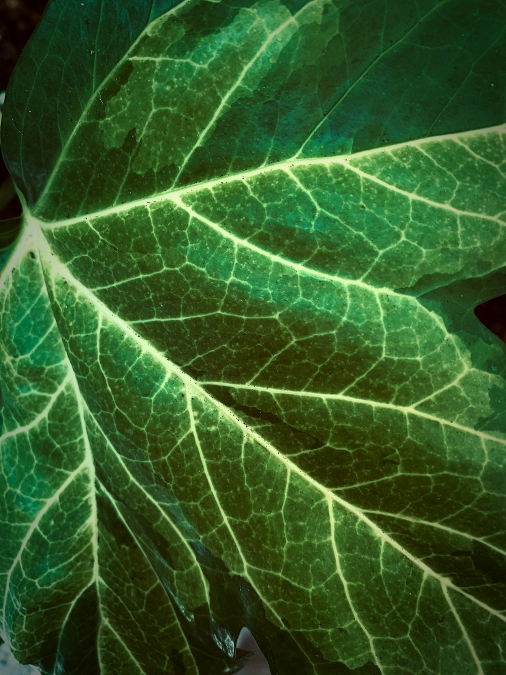 green leaf in close up photography