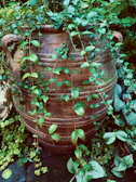 Vintage ceramic pots filled with lush green vines trailing gracefully.