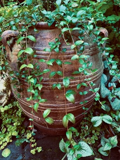 A rustic vintage terracotta pot with trailing vines cascading over the edge in a cozy living room