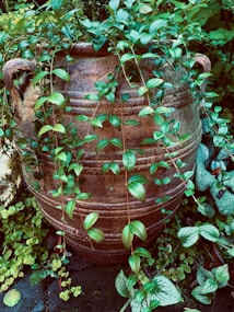 A large rustic terracotta pot is adorned with green vines cascading down its sides. The pot features two small handles and a textured surface. Lush foliage surrounds the pot, creating a natural and organic setting. The leaves are vibrant and the environment appears to be a garden or outdoor space.