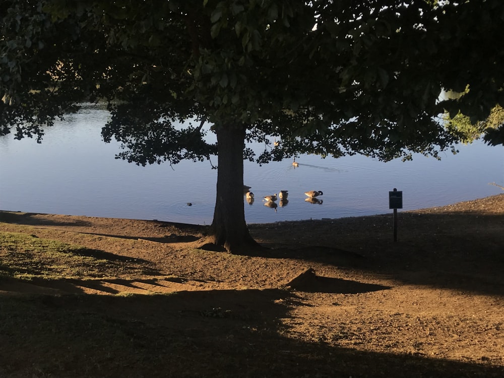 green tree near body of water during daytime