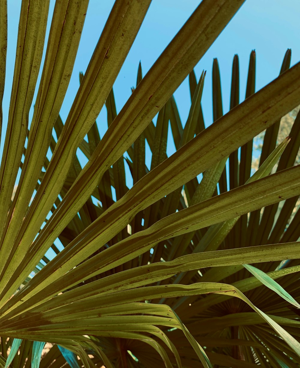 green palm tree under blue sky during daytime