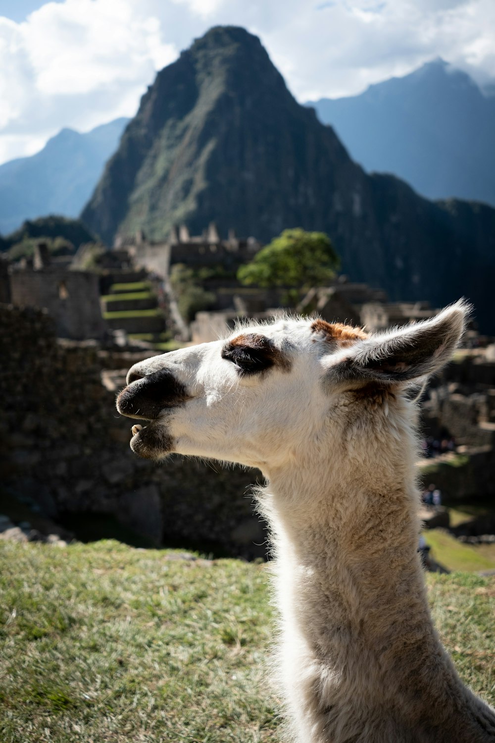 Lama blanc sur un champ d’herbe verte pendant la journée