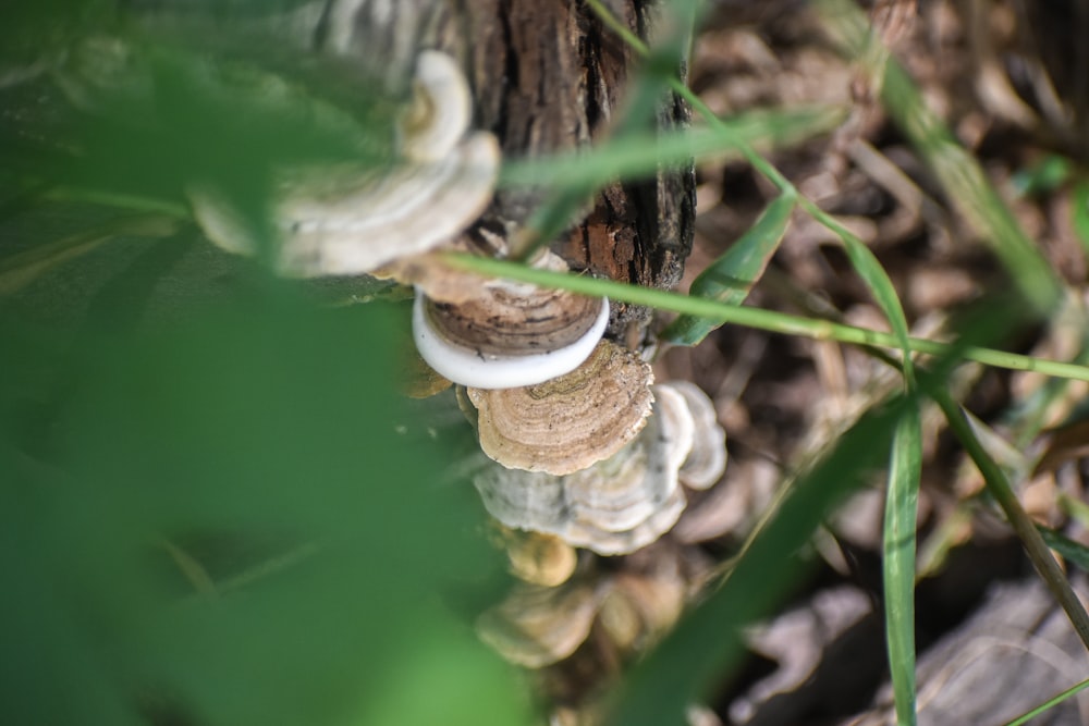 white and brown plant stem