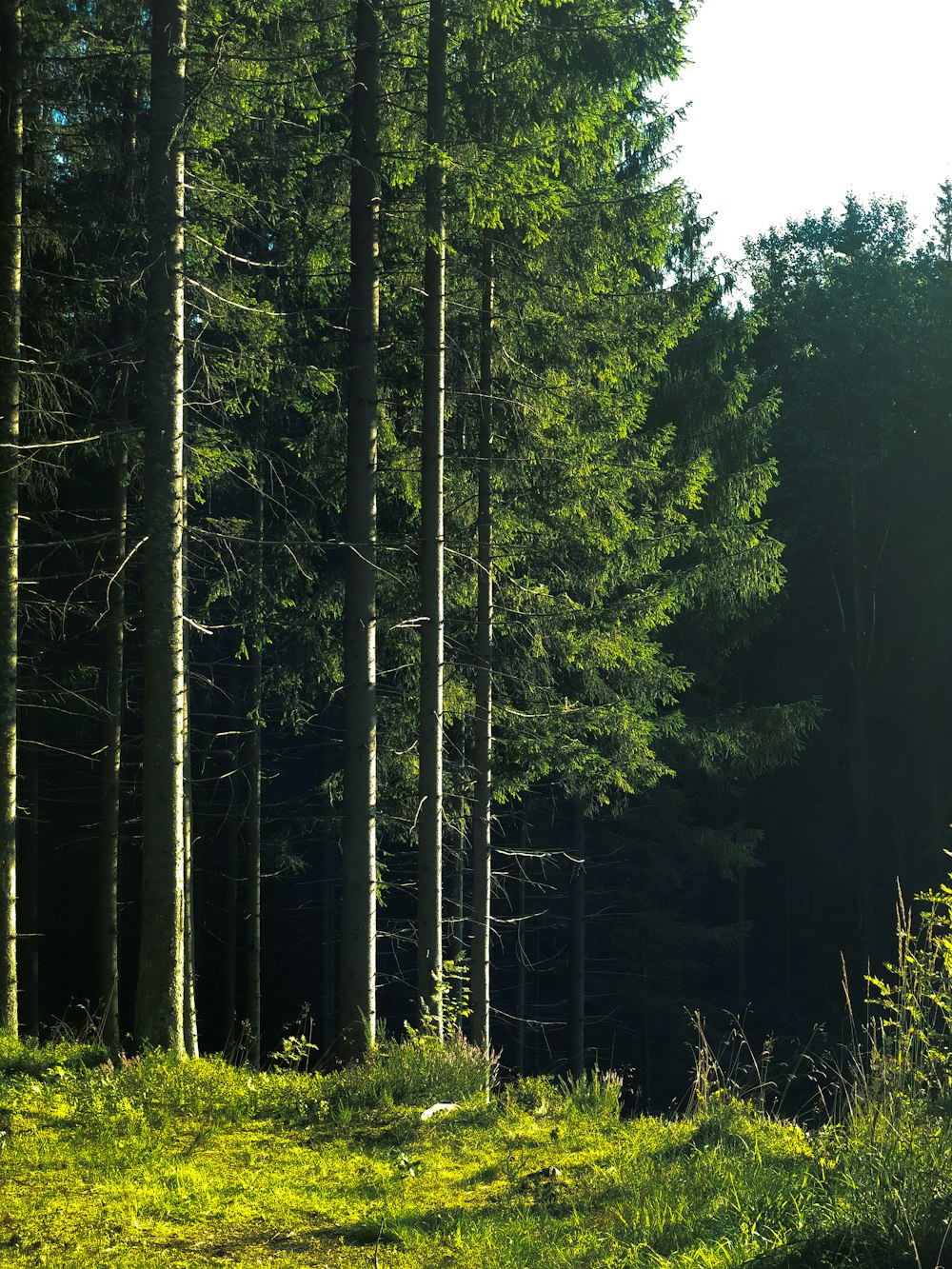 alberi verdi su campo di erba verde durante il giorno