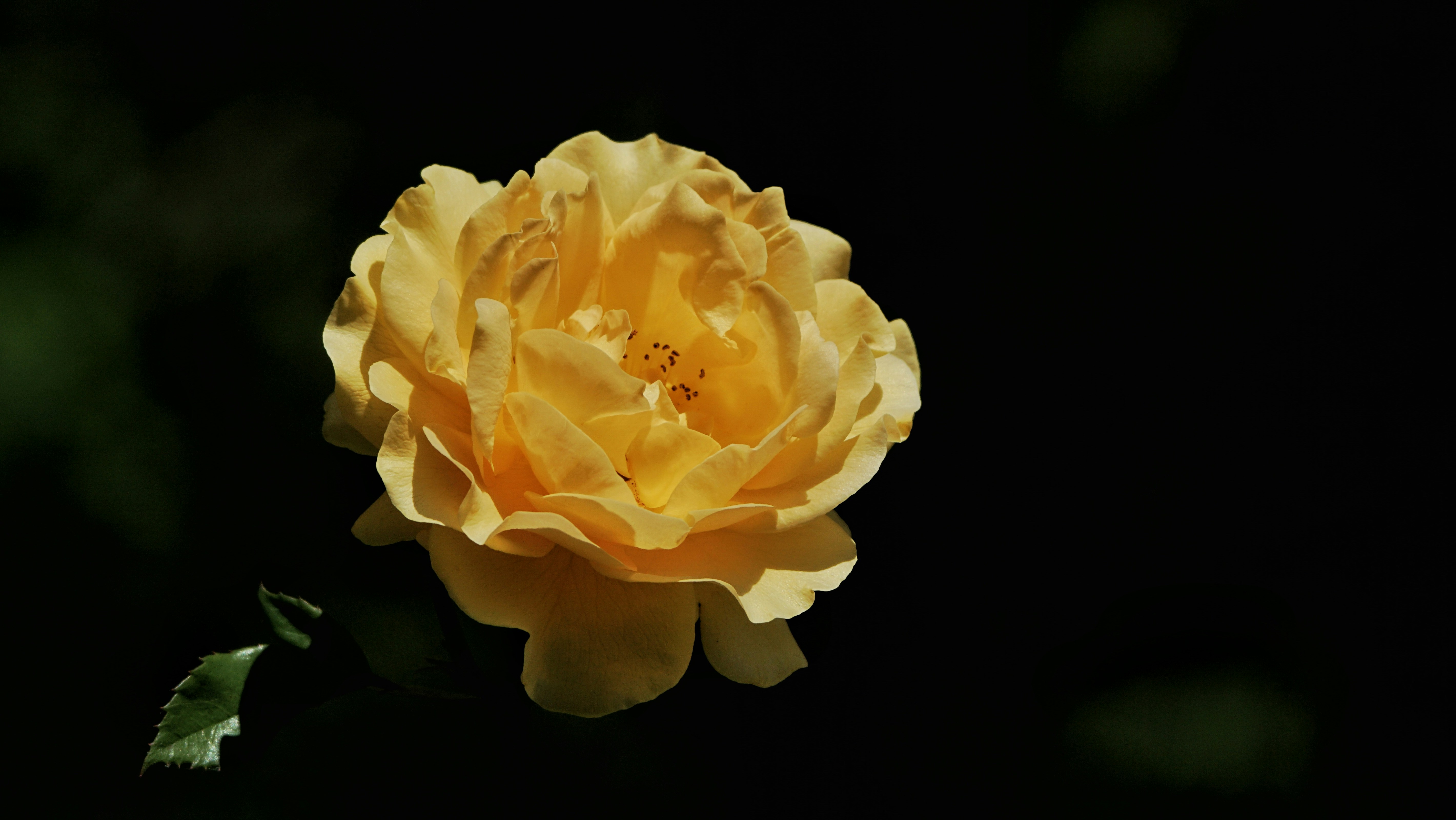 Photo by cdrying