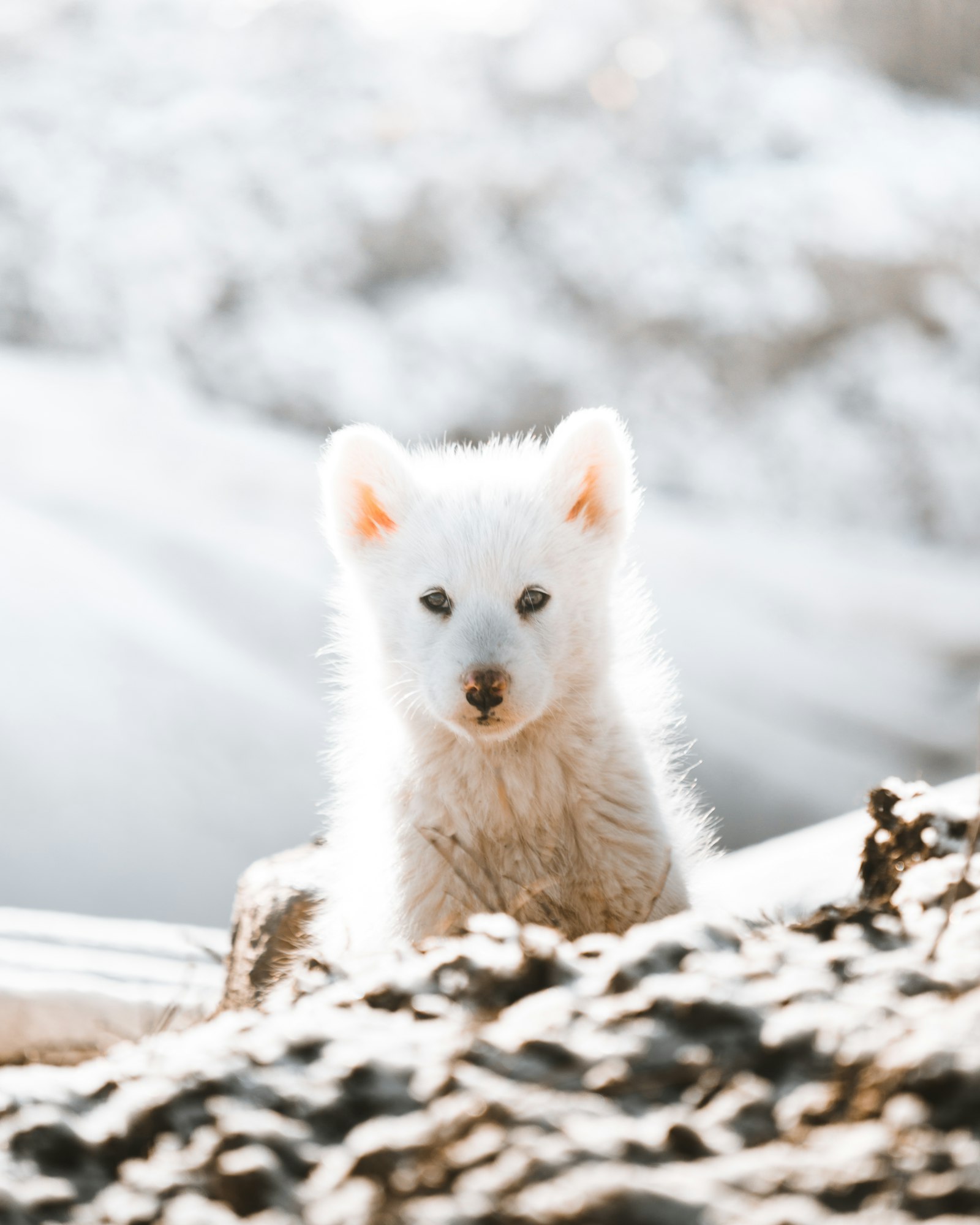 Sony a7R + Sony FE 70-200mm F4 G OSS sample photo. White fox on snow photography