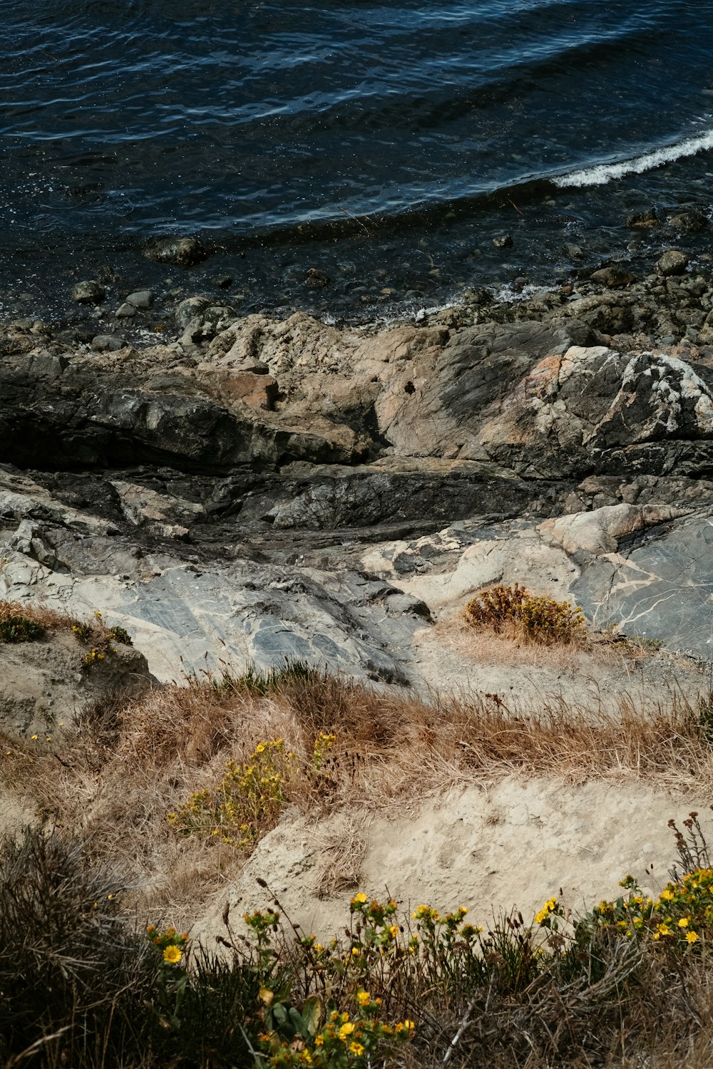 brown grass on rocky shore during daytime