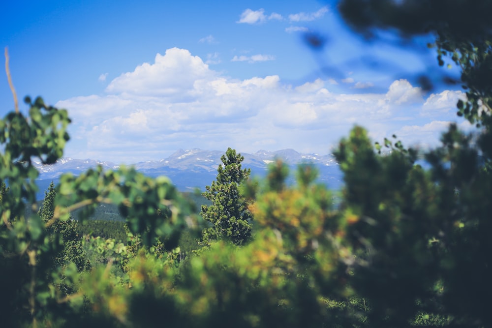 green trees under blue sky during daytime