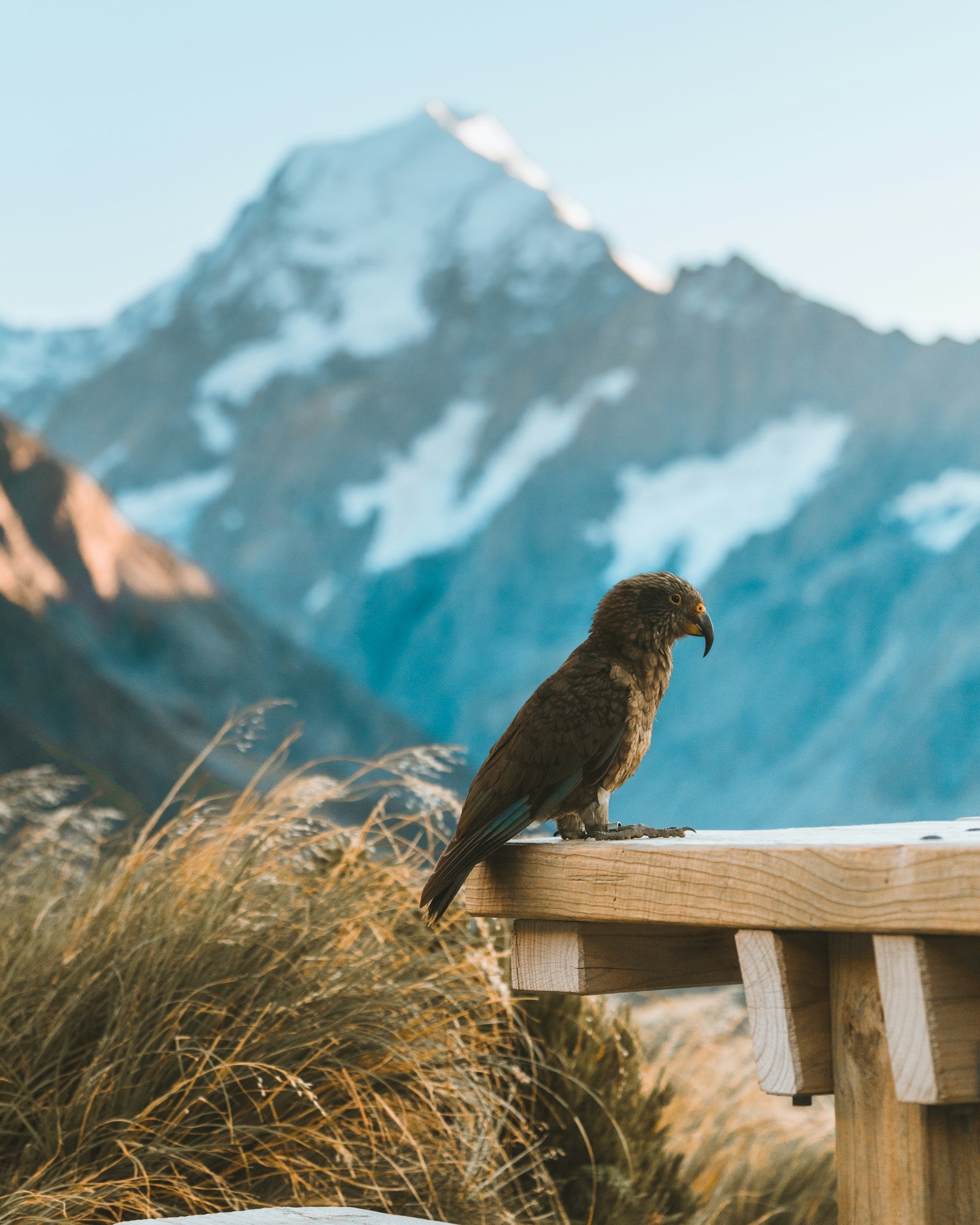 Sony a7R III + Sony FE 70-200mm F4 G OSS sample photo. Brown bird on brown photography