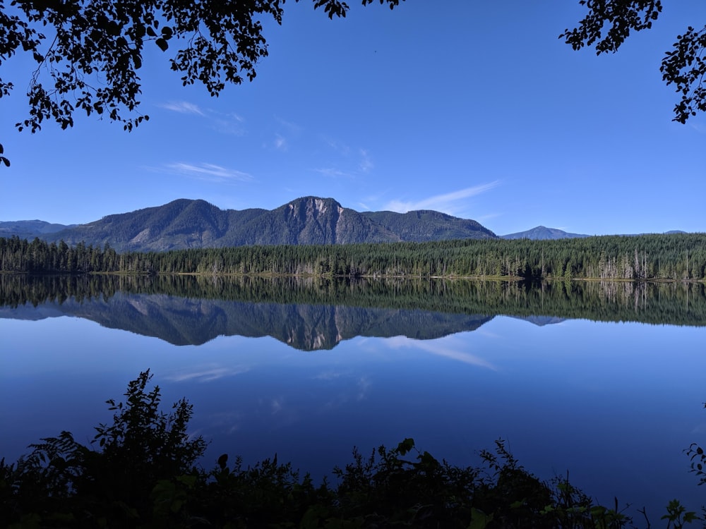 green trees near lake under blue sky during daytime