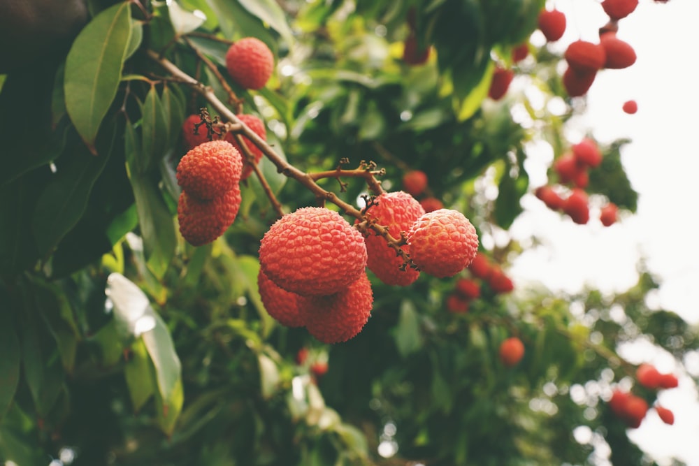 fruits ronds rouges sur l’arbre pendant la journée