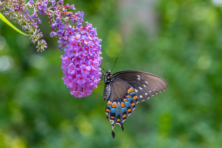 Butterfly Bush 101: Beginner's Guide to Growing & Caring