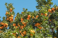 orange fruits under blue sky during daytime