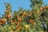 orange fruits under blue sky during daytime
