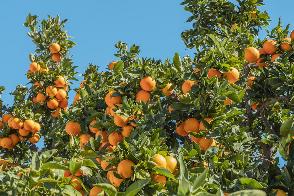 frutas alaranjadas sob o céu azul durante o dia