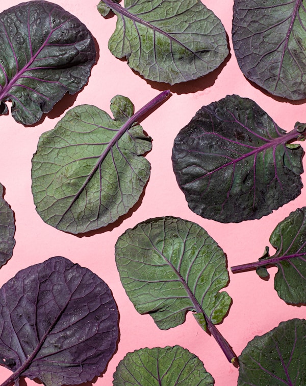 Green leaves on white surface