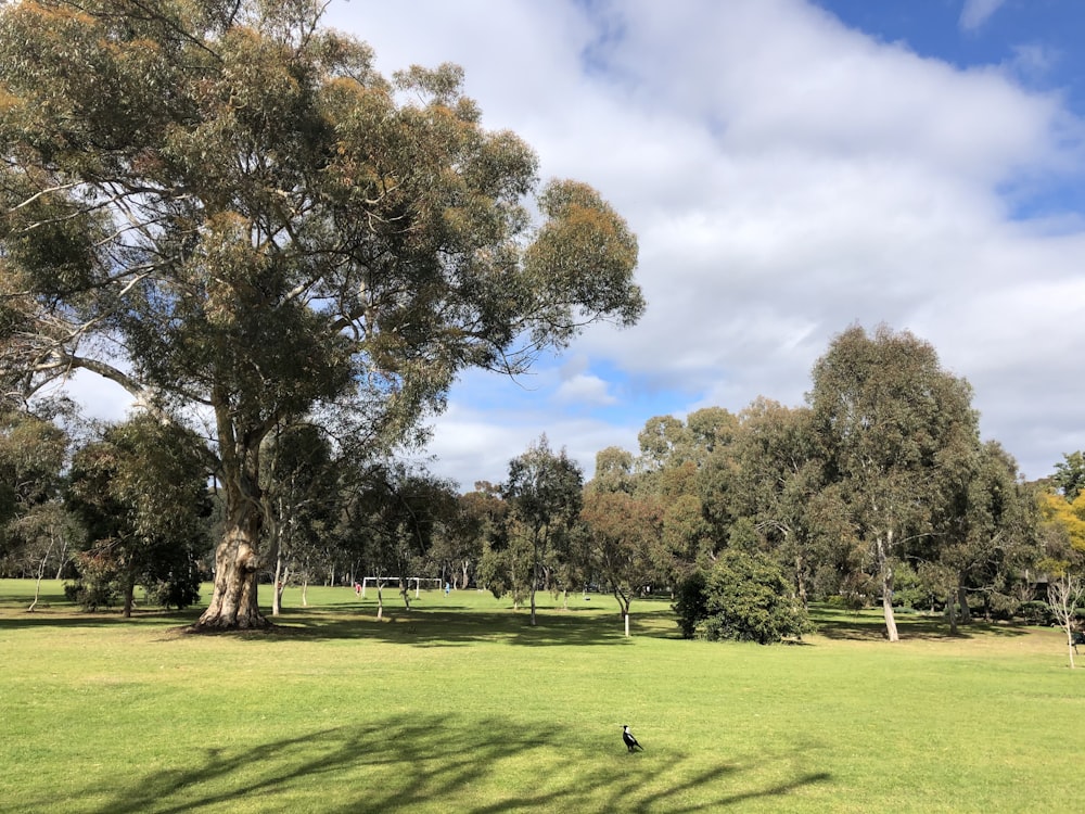 green grass field with trees under blue sky during daytime