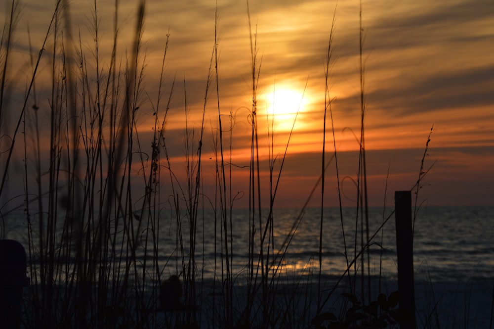 silhouette of grass near body of water during sunset