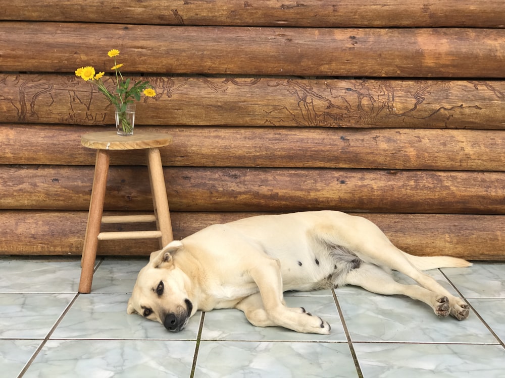 white short coated dog lying on white ceramic floor tiles