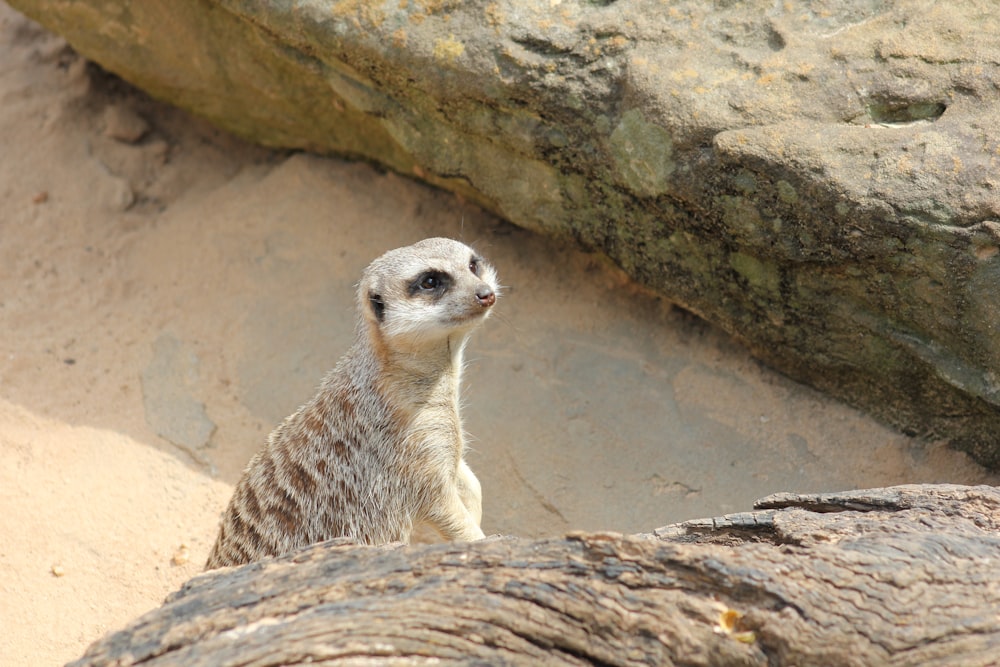 white and brown animal on gray rock