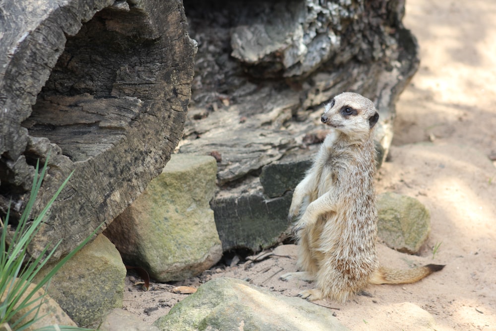 brown and white animal on gray rock