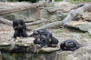 ghop dev quietly observing a noisy group of chimps in the wild