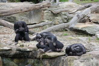 ghop dev quietly observing a noisy group of chimps in the wild