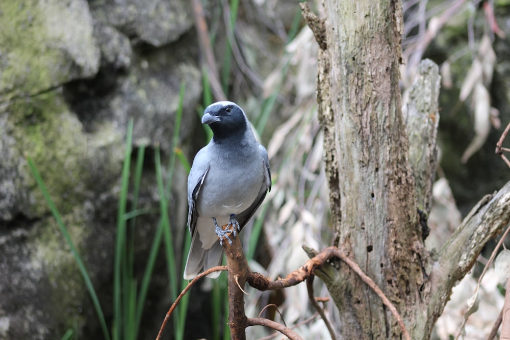 grauer und schwarzer Vogel auf braunem Ast