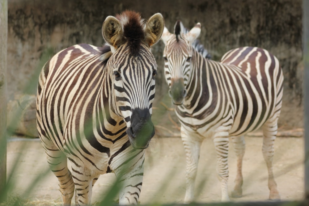 zebra standing on green grass during daytime