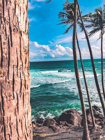 A coastal scene with bright blue skies and scattered white clouds is framed by several tall palm trees. Below, the ocean is a vibrant turquoise, with gentle waves crashing onto a rocky shoreline. The foreground features a tree trunk with rough textured bark.