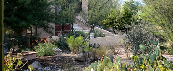 A peaceful outdoor setting with desert plants.