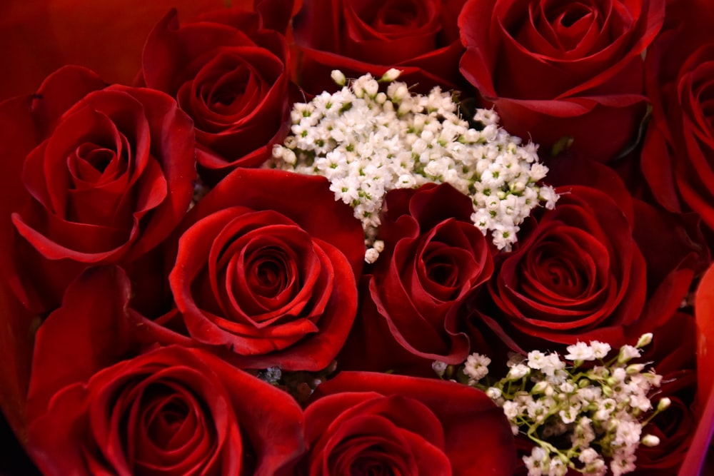 red roses with white flowers