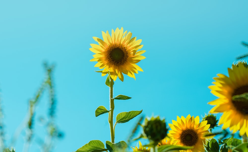 un grande girasole in piedi nel mezzo di un campo