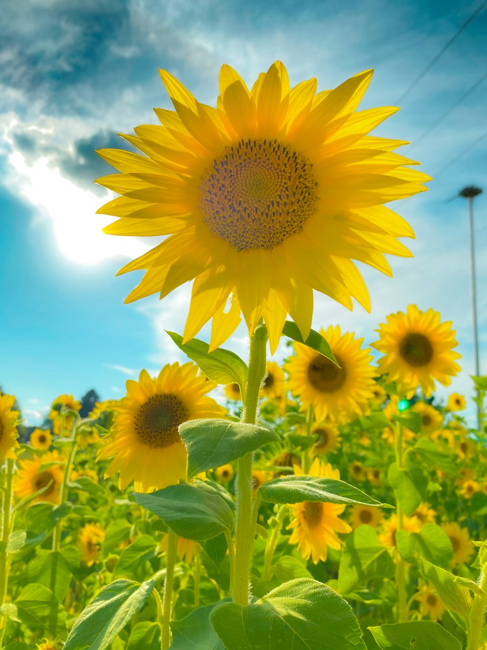 a field of sunflowers with a blue sky in the background