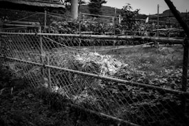A black and white image showing a fenced garden area with visible foliage and plants. A pile of discarded plant material or debris is present on the ground. The background includes trees and a small structure with a thatched roof.